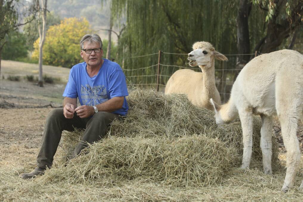 WHAT CHEW LOOKIN' AT: Alpaca breeder David "Bill" Horn and his wife Bronwyn Mills will hold an open day at their Pearsall Road, Lavington, operation on May 7.