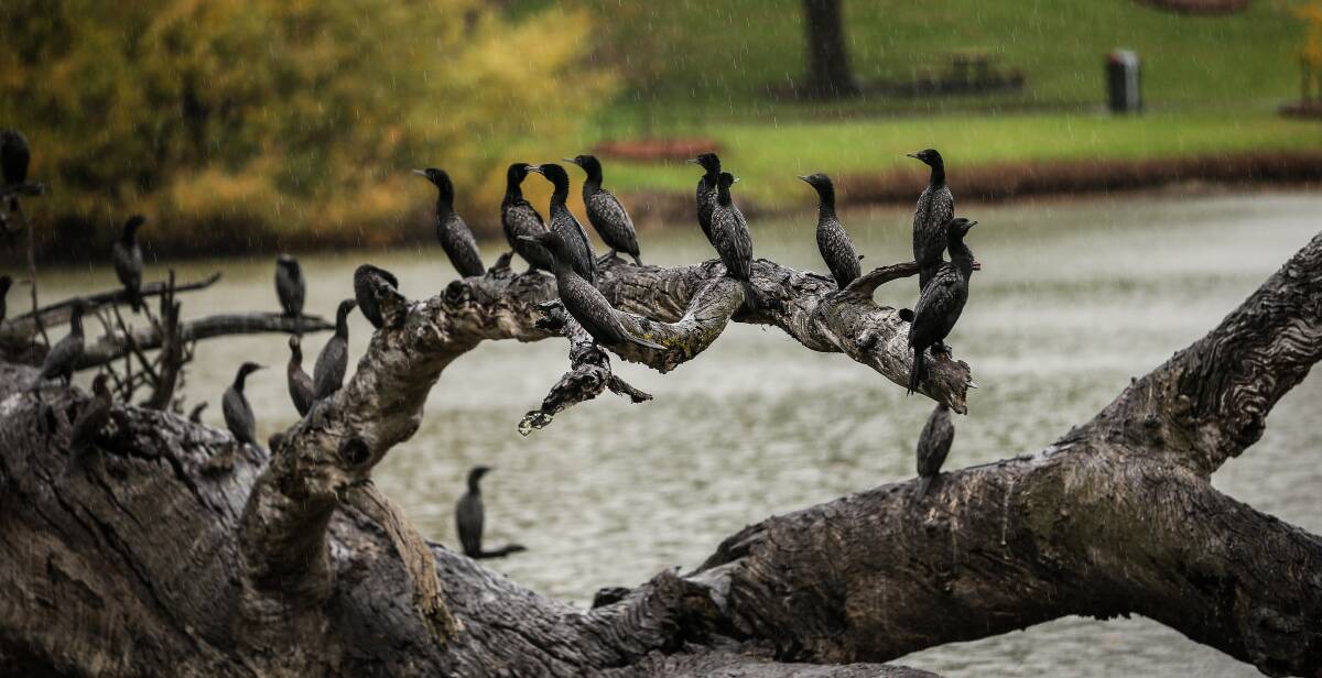 DAMP DAYS: It was good weather for the water birds at Sumsion Gardens in Wodonga at the weekend. Rainfall was patchy across the region. Picture: JAMES WILTSHIRE
