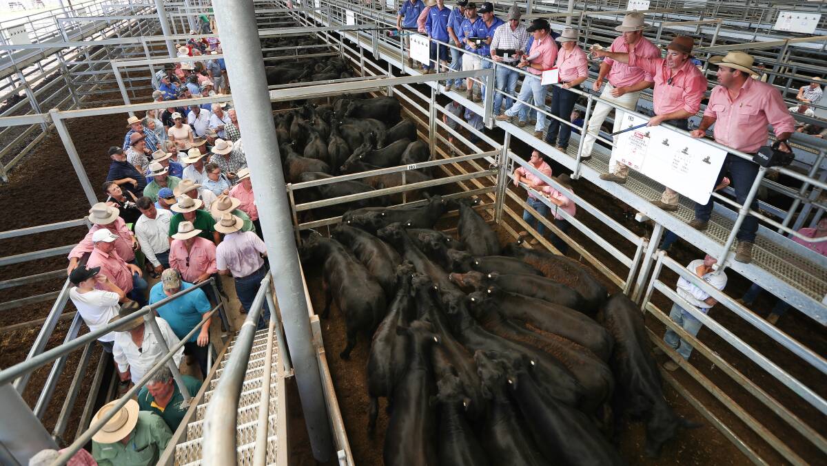 Elders auctioneer Brett Shea knocks down a pen of Angus steers at NVLX on Friday, January 5.