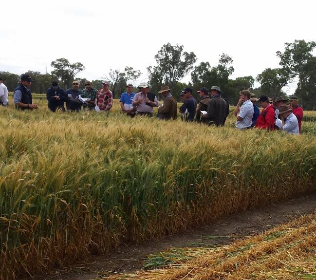 STRONG SHOWING: The annual field day and variety trials have always been well receieved by industry players.