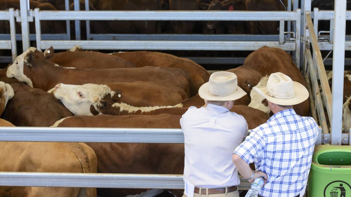 Border Mail photographer Simon Bayliss was among the action during the second week of the weaner sales at the Northern Victorian Livestock Exchange.