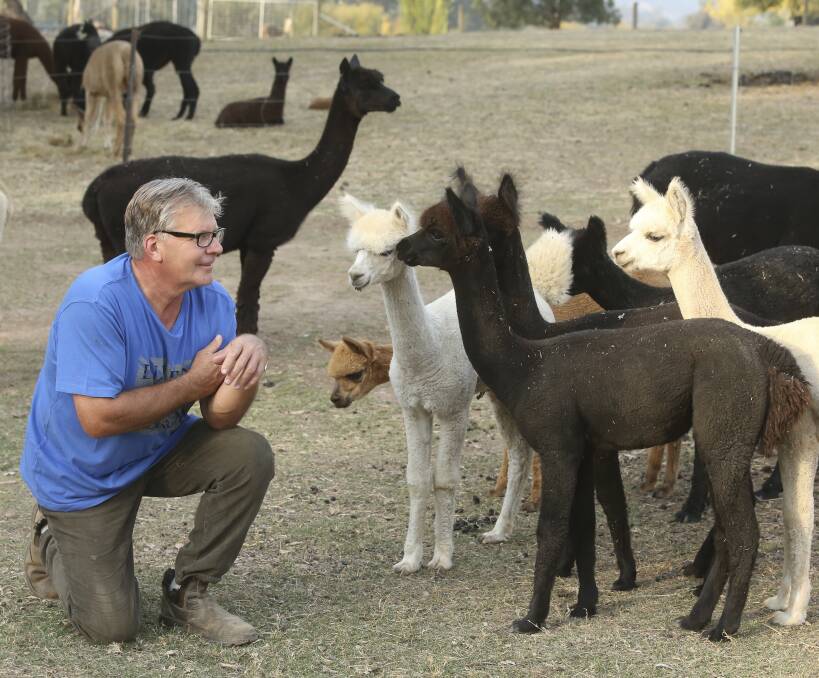 UP CLOSE: David Horn says he and wife Bronwyn Mills started breeding alpacas as a hobby. They will have an open day at their Lavington property on May 1 as part of Australian Alpaca Week. Pictures: ELENOR TEDENBORG
