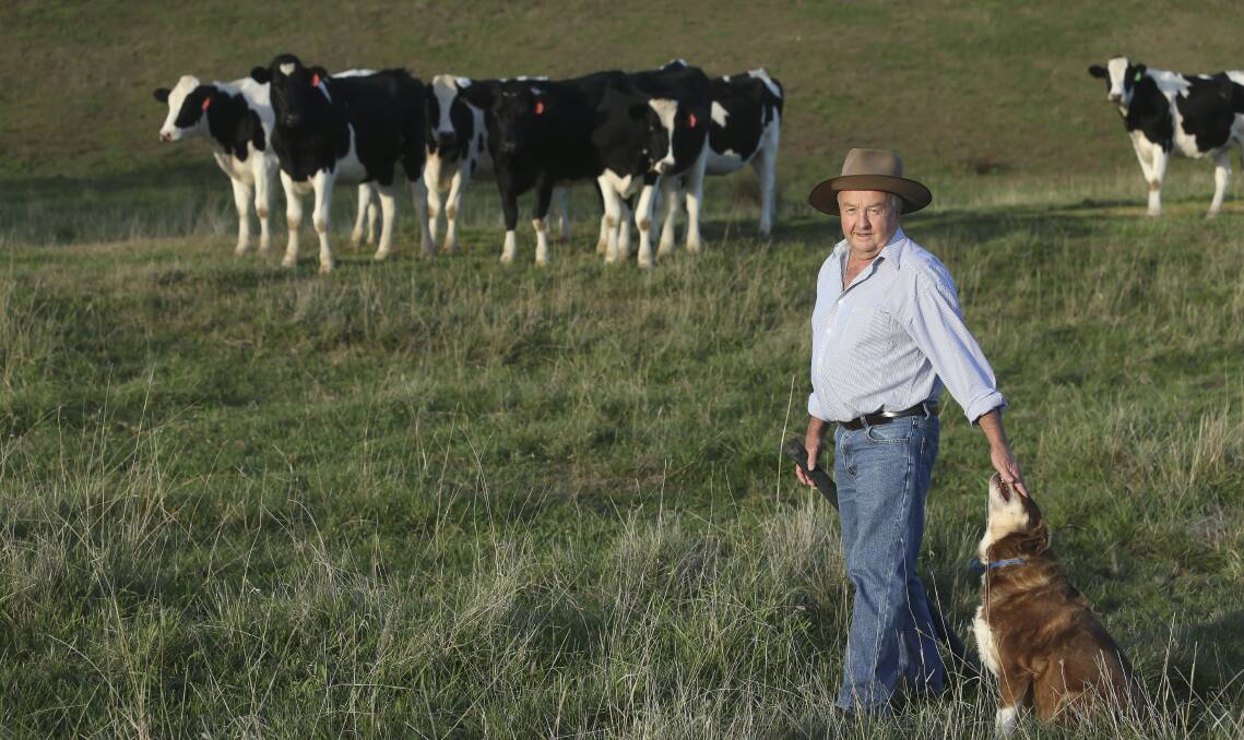WORKING THROUGH: Murray Goulburn director and deputy chairman Ken Jones at his Kergunyah South property. He recently said the dairy business understood there would be tough times ahead for the sector before things turned.