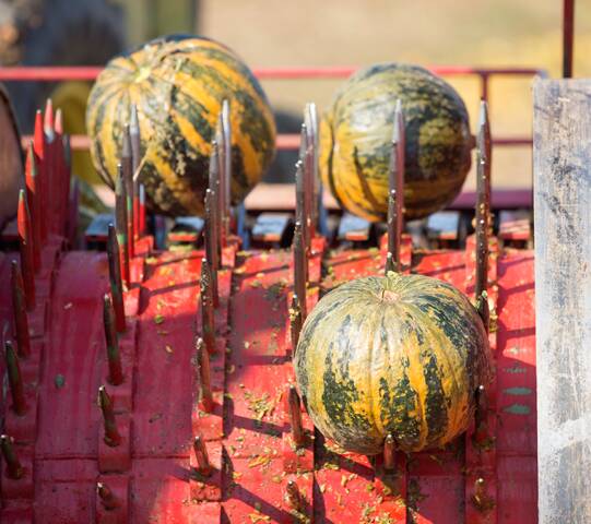 SPIKE IN PRODUCTION: Styrian pumpkins are collected by the harvesting machine which removes the nutrient-rich seeds.
