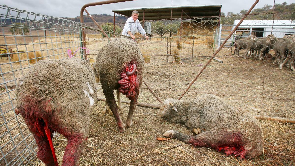 Sheep after being attacked by wild dogs in the south Tallangatta area.