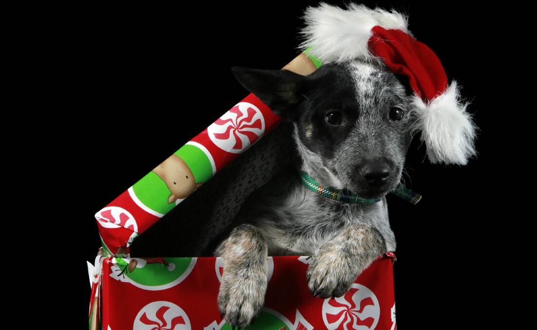 WELL DONE: More than $10,000 was raised for the Albury Wodonga Animal Rescue and Albury Cat Rescue at their recent Christmas wrapping fundraiser. 
