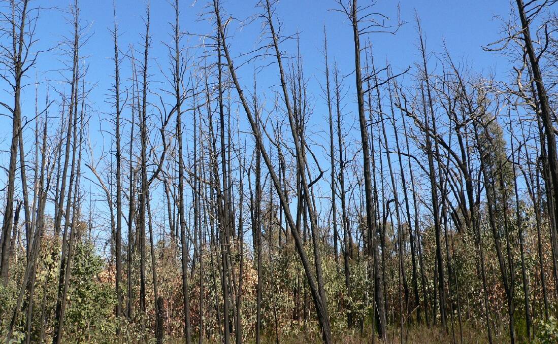 INFLAMABLE: Reader David Corbett believes eucalypt forests should be replaced with more environmentally productive species whenever they are destroyed by bushfires.