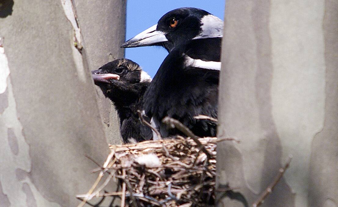 ANGRY BIRDS: Spring heralds magpie season but reader Jutta Vyner says swooping magpies are only protecting their babies.