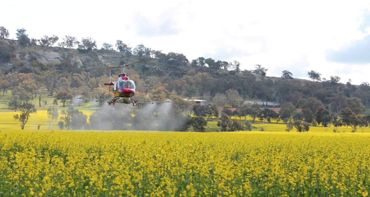 BLADE RUNNER: A Forest Air helicopter sprays a Riverina canola crop. The wet winter has put helicopter services in high demand. Picture: SUE MURRAY