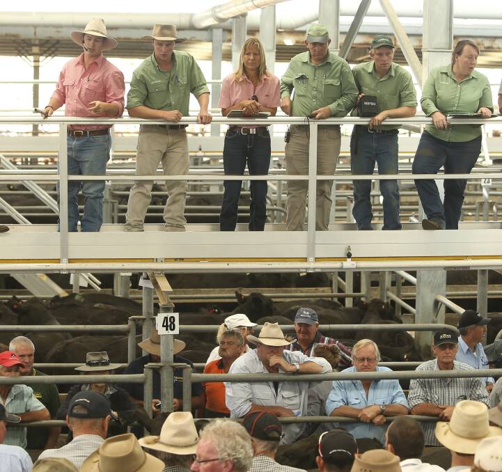 FIRST CLASS: The team from Elders and Landmark keep an eye on the bidding during Friday's record Blue Ribbon sales at Wangaratta's Shanley Street saleyards. Pictures: ELENOR TEDENBORG