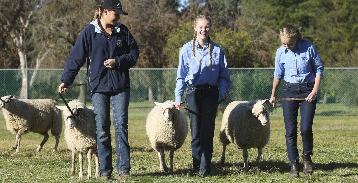 TAKE THE LEAD:  Paiton Morphett ,14, Tanisha Melmoth,14, and Chelsea Meyers, 14, test their sheep parading skills during this week's fair. 