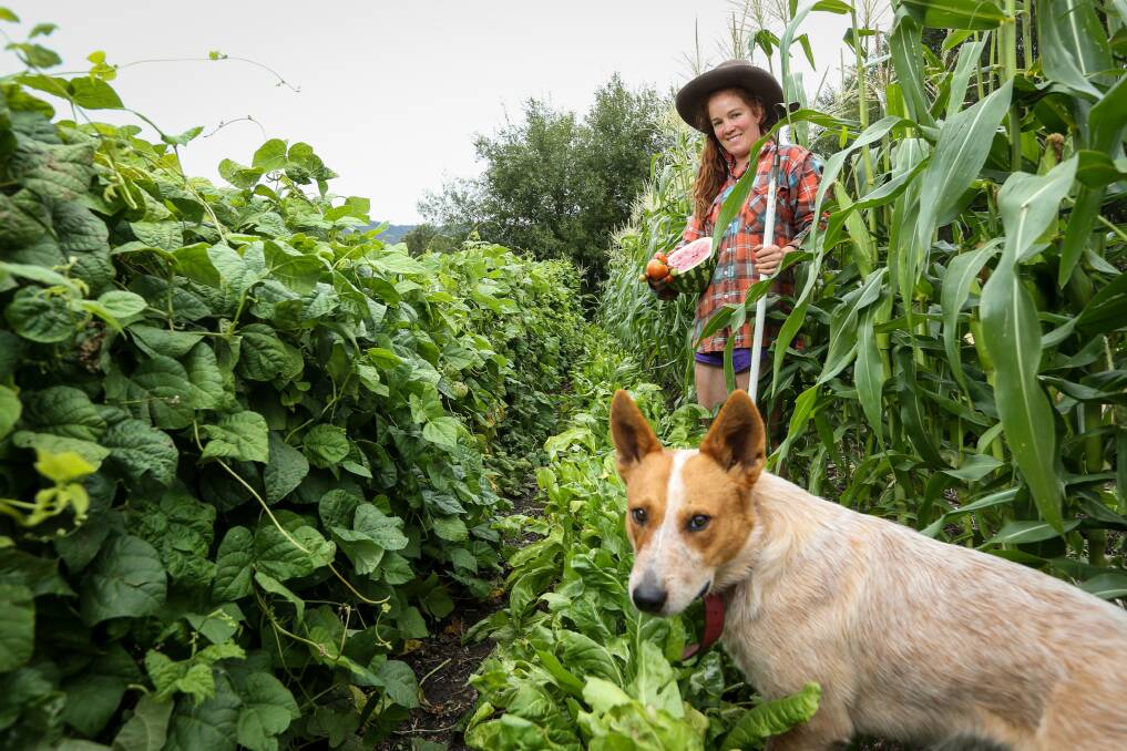 PLENTIFUL HARVEST: Tamsin Greenwood, Greenwood and Grogan Produce, among the fresh vegetables with her dog Arnie at her Allans Flat market garden on Thursday. Picture: JAMES WILTSHIRE
