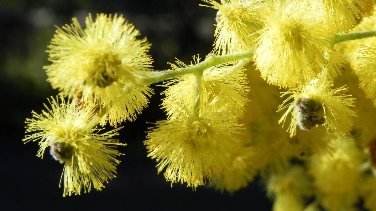 SYMBOL: Should National Wattle Day on September 1 become our new national day, rather than Australia Day?