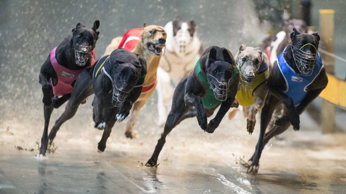 REFORM: Australia's controversial greyhound racing industry is on the path to a new national vision.