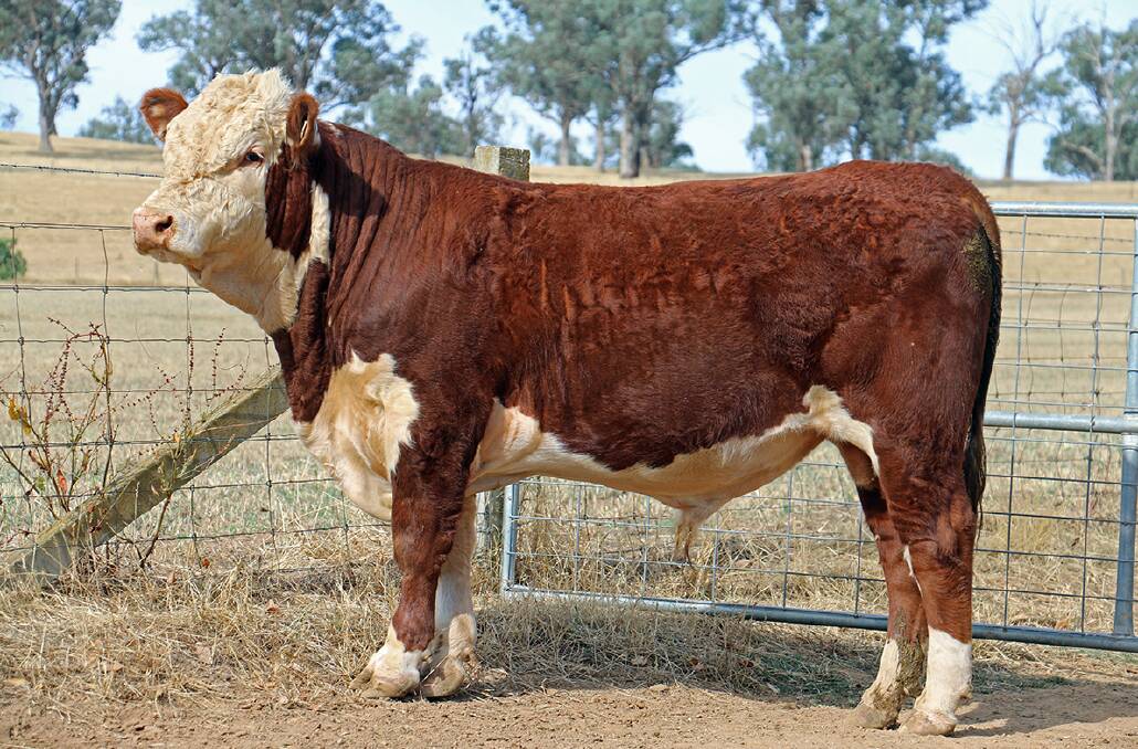 Warwick Court stud owners, Sue & Bob Holdsworth, breed both horned and poll Hereford cattle. Located at Jindera, 25 kilometres north west of Albury, this is their second year being involved with Beef Week. 