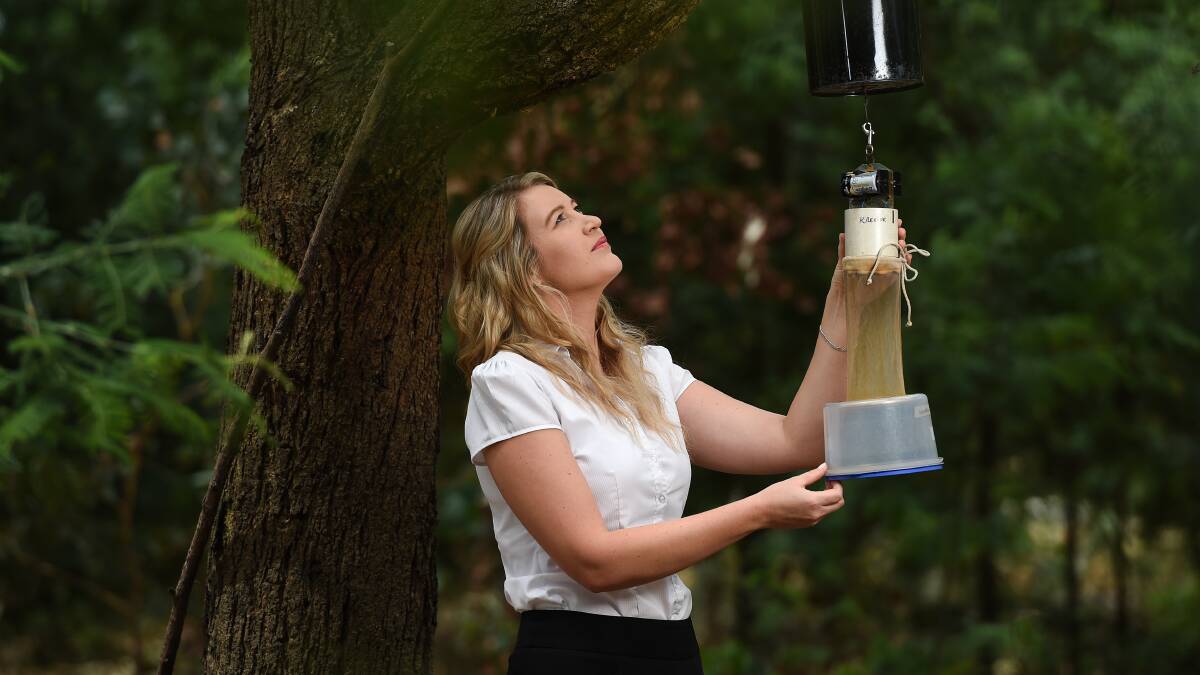Albury council's environmental health officer Lindsay Mack checks a mosquito trap on the Murray River. Picture: MARK JESSER 