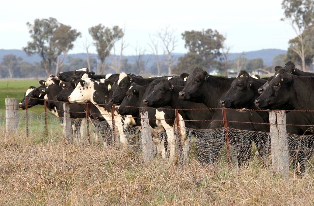 HERD: Demand for beef has outpaced supply for the last three years after landholders in northern Australia sold their stock following severe drought.