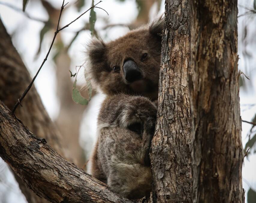 FURRY FRIEND: Nationally, koala numbers are on the decline, but some areas of the North East, with rich soil, support strong numbers.
