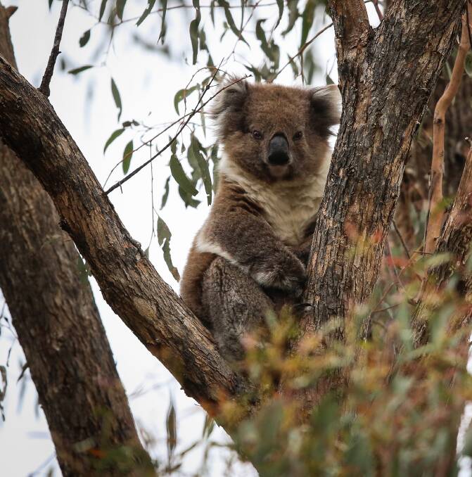 WAKE UP JEFF: On average, koalas sleep about 18 hours a day due to their diet - eucalyptus leaves are low in nutrition and high in fibre, requiring a high amount of energy to digest. Pictures: JAMES WILTSHIRE 