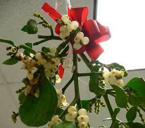 PRETTY: Australia has over 90 species of mistletoe, while Europe has only one, albeit the famous, white-berried variety.