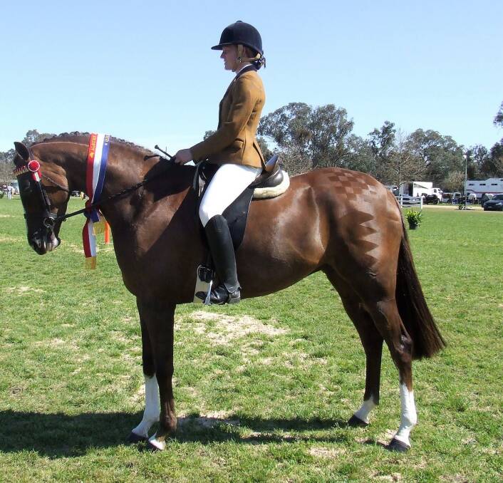 FANCY THAT: Jindera breeder and trainer Debbie Thies had Jordy Hogg aboard her 5-year-old Double TT Fancy Me Anglo mare who won a string of classes including novice hack and champion ridden hack. Picture: Supplied