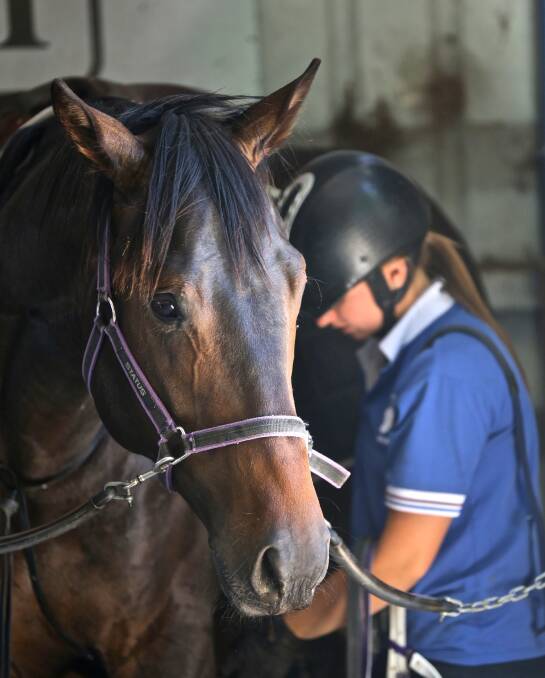 SAFETY FIRST: SafeWork NSW will hold two more seminars in Albury in March to update the equine industry about a new code of practice. Picture: ANN KILLEEN