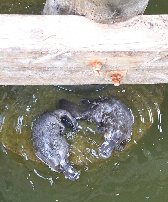 LOVE IS IN THE AIR: This loved-up platypus pair bask in the spring sunshine after making waves in a tumultuous courtship.  Pictures: ANN KILLEEN