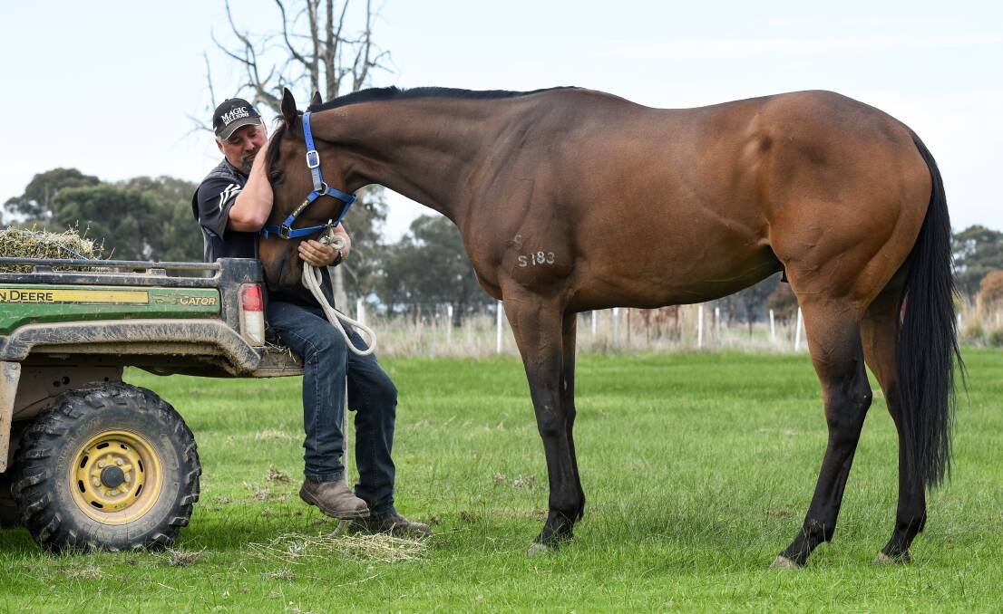 WELCOME HOME: Barnawartha-bred international superstar Gun Pit has been flown home to retire with Tony Smeaton. Picture: MARK JESSER