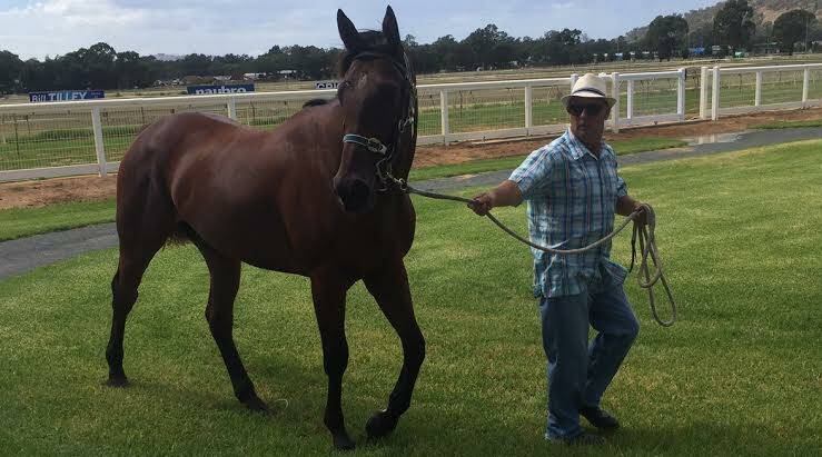 Wodonga trainer David O'Prey is confident Stanlevie will run a good race in the Jack Maher Classic on Saturday.