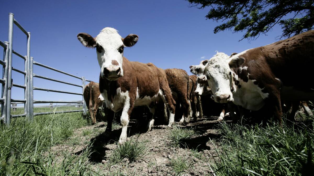 FARM CHANGE: Changing from dairy to cattle farming has tax benefits that can be utilised. 