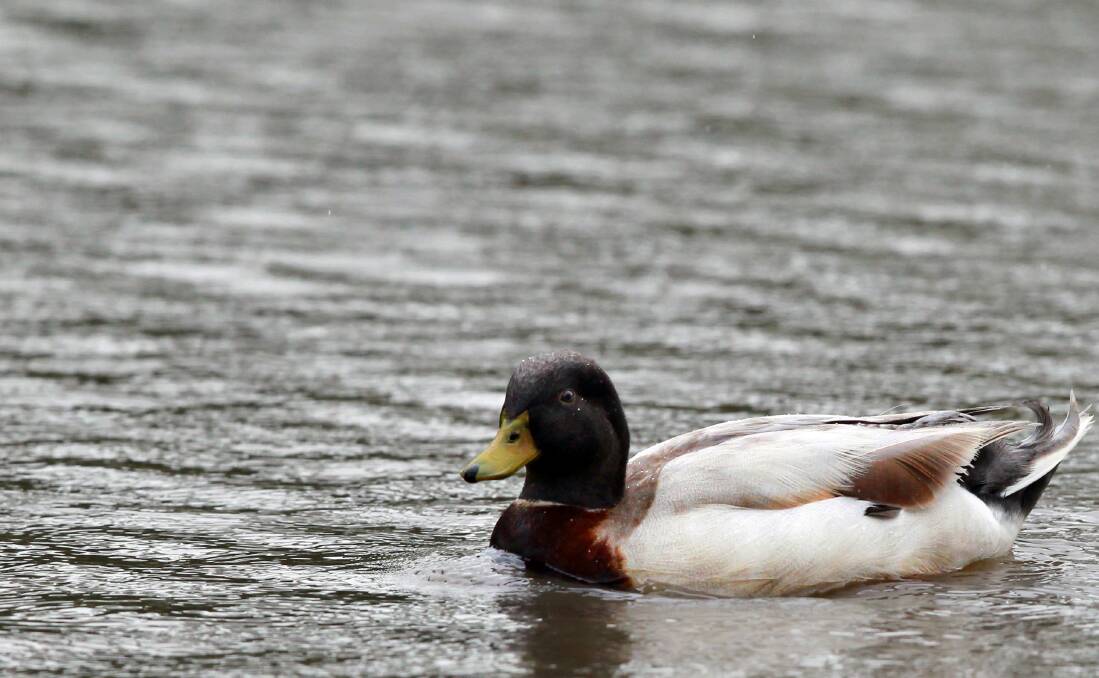 GONE NORTH: Reader Tony Clarke suggests the lack of ducks this hunting season is because of rain in Queensland making northern migration very attractive to ducks. 