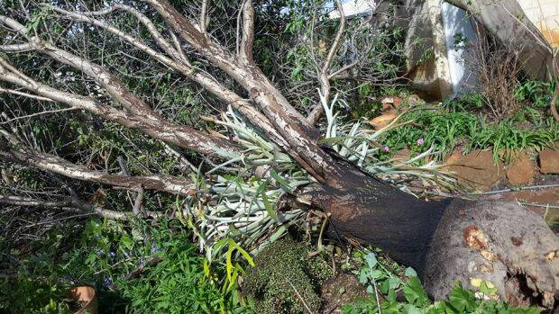 Residents reported trees being ripped out of the ground.  Photo: Facebook/@Perth Weather Live