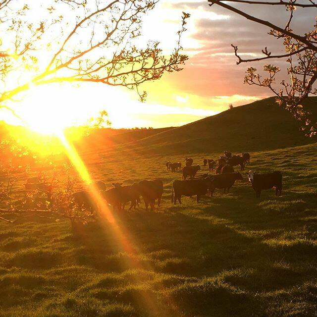 Today's Instagram #picoftheday is by @delorme_audrey – #australia #nsw #albury #sunset #land #country #farm #cow#padic #spring #reallife