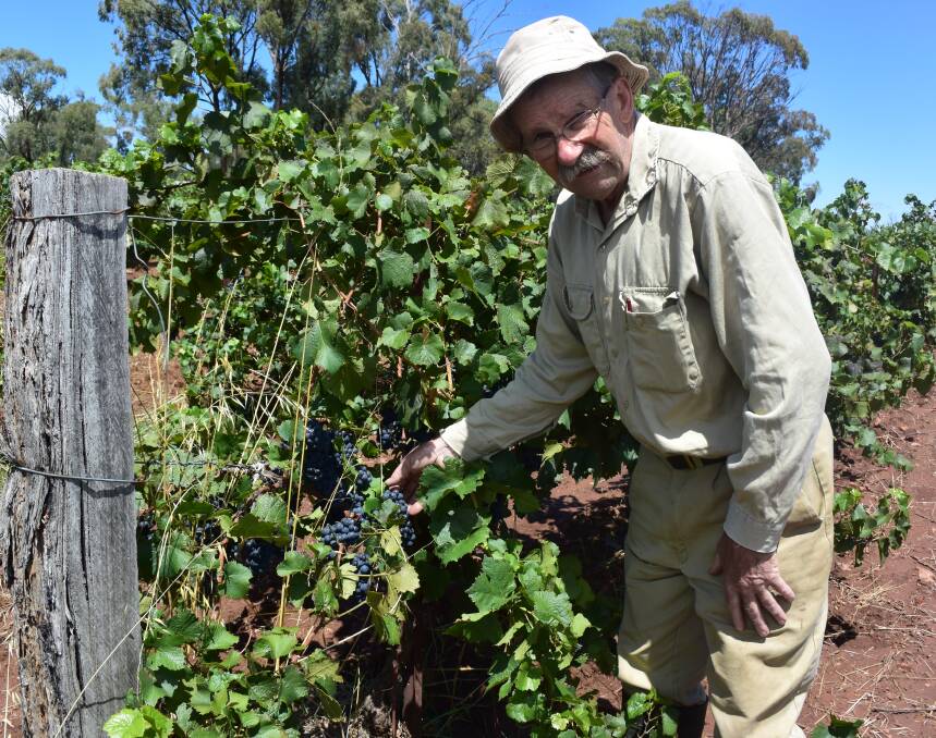 Looking good: Beechworth winemaker Stephen Morris with pinot noir grapes he expects will be picked in the next two to three weeks.