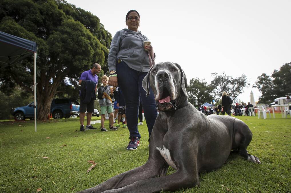 Top dog: Meera Bhuta with Giorgio her three-year-old great dane at Hovell Tree Park for his first Million Paws Walk. Picture: JAMES WILTSHIRE