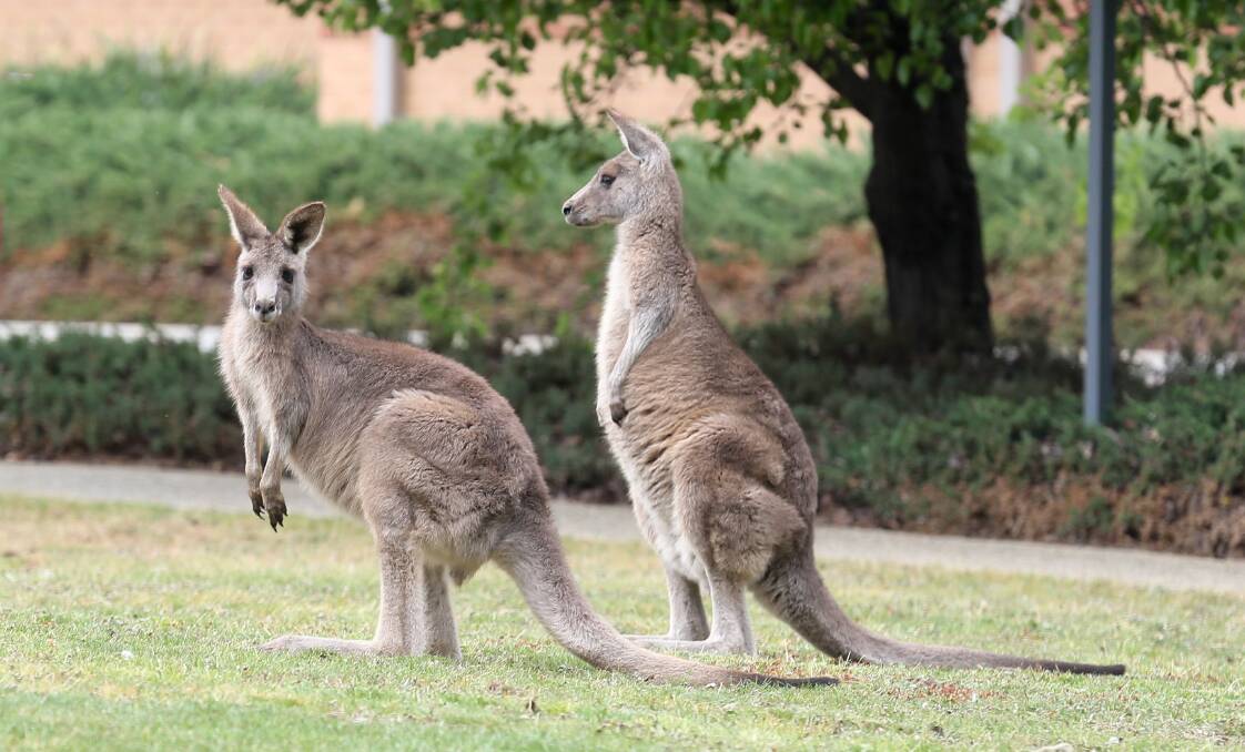 Visiting town: Kangaroos check out the lawn at Myrtleford's hospital. Picture: KYLIE ESLER