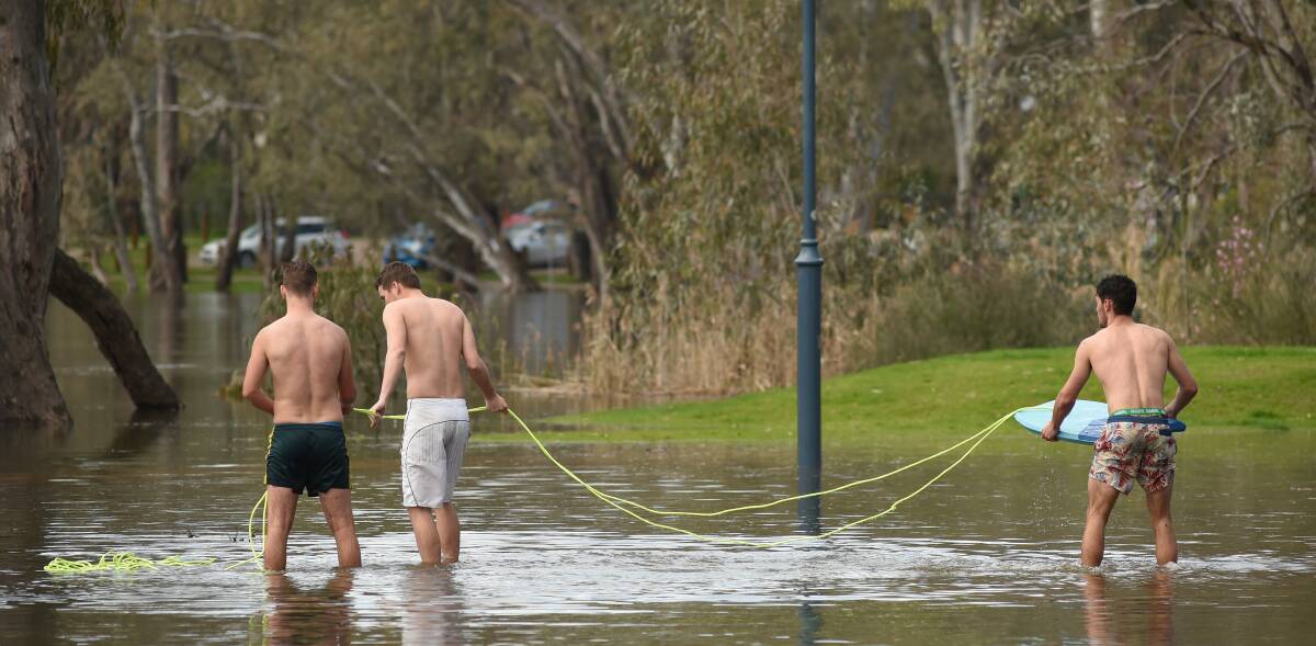 Daredevils: A trio frolic in the flooded Murray River at Noreuil Park with a boogie board on Tuesday afternoon.