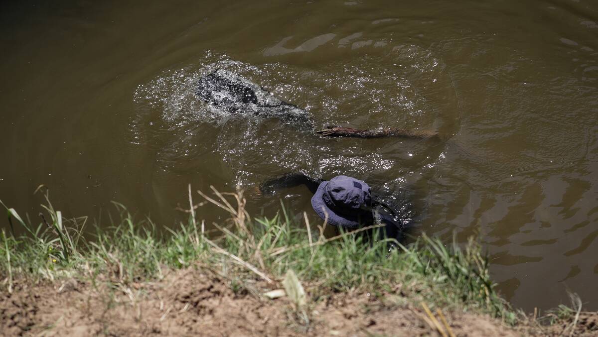 In the depths: A police diver surfaces after searching for evidence in the Ovens River on Saturday. Picture: JAMES WILTSHIRE