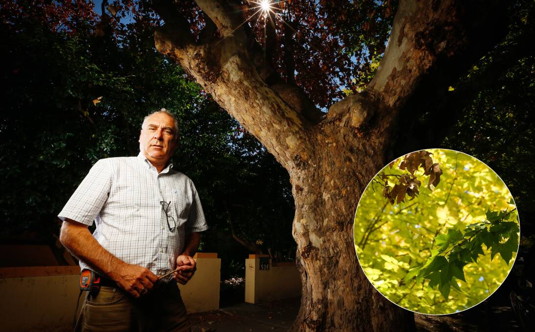 Rotten: Murray King at the plane tree in Albury's Guinea Street. INSET: Contrasting the tree's dead leaves with others. Picture: MARK JESSER