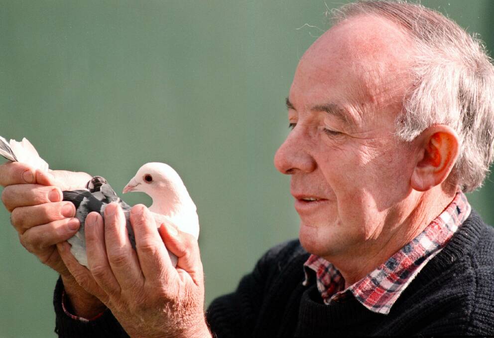 Pigeon fancier: Vic Brosolo with some of his homing birds which he kept at his property and flew regularly.