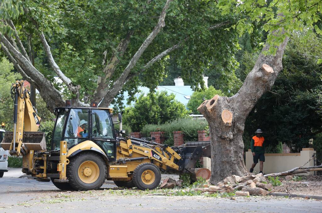 Vanishing act: An Albury Council worker manoeuvres his machine around to remove timber cut off the poisoned plane tree which was destroyed in Guinea Street. Picture: KYLiE ESLER