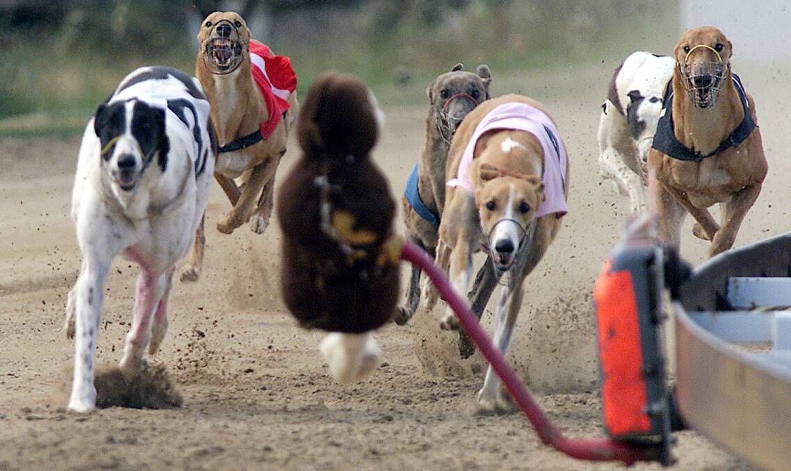 OFF THE RAILS: Greyhounds round the home turn at the now closed Albury track. The NSW state government's decision to systematically shut down greyhound racing will be hard felt in the sport's NSW heartland.