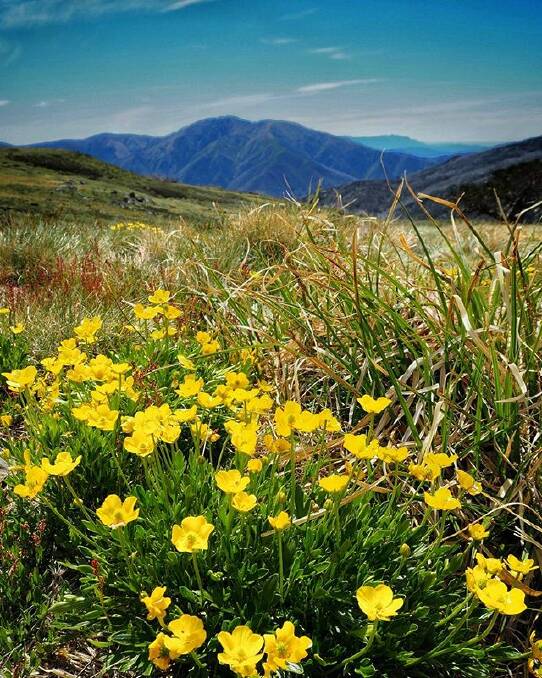 Our Instagram #picoftheday is by @snapdog51 📷 Early summer on the Bogong High Plains.