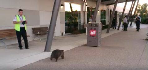 BREAKING: Frequent Flyer Wex the Wombat misses his flight to Sydney.