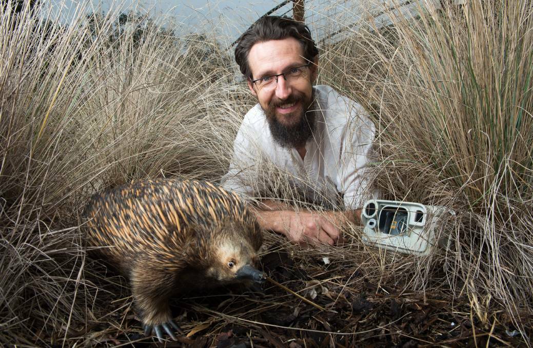 The Border’s own ‘Dr Dave’ is leading the hunt for the long-beaked echidna not ever seen in the wild in Australia. Photo: Mark Jesser.