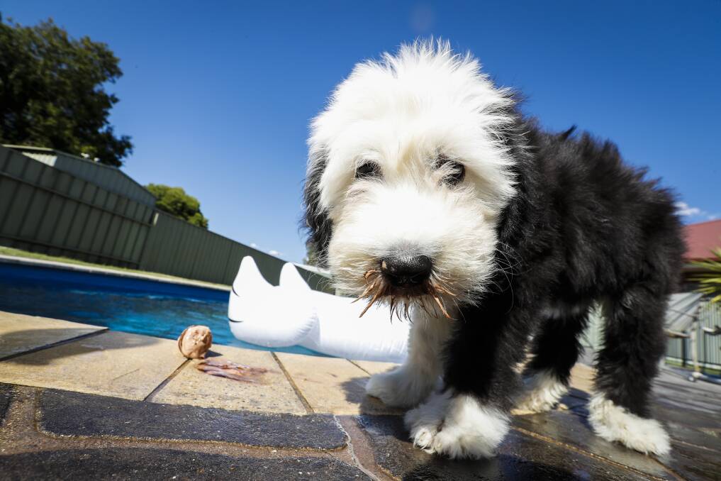 "Willow" the 11 week Old English Sheep dog knows how to cool down. Photo: James Wiltshire