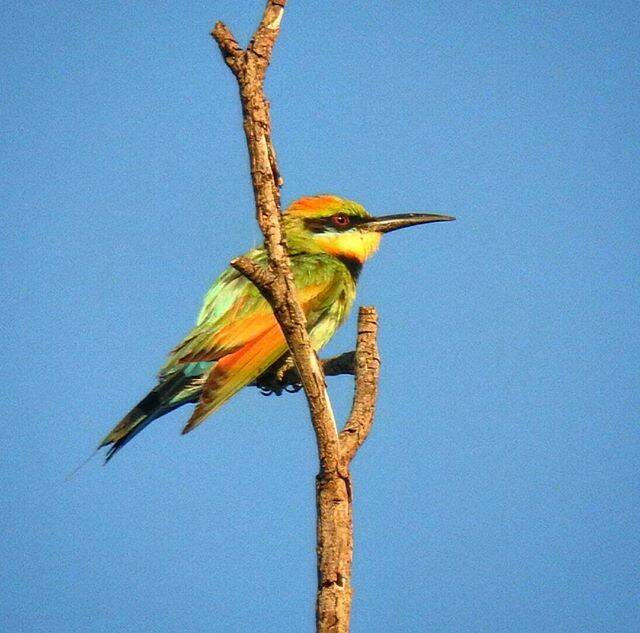  A Rainbow Bee-eater sits and waits for its next target to fly by. Instagram #picoftheday by @florafaunaalbury. These guys can be found around #Albury over summer however they will soon migrate back north before the cooler months sets in.