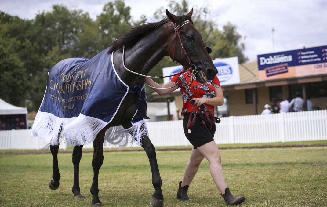 Lautaro, trained by Albury's Andrew Dale, won the SDRA Country Championships qualifier at Albury last March.