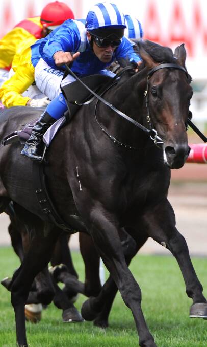 TASHBEEH IN TOWN: The David Hayes-trained Tashbeeh will contest Friday's Wodonga Cup. The five-year-old is one of the favourites in the 1590m race.