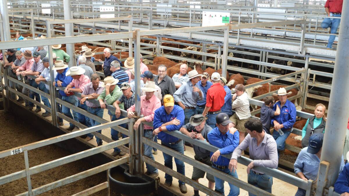 A lot of cattle versus a pretty small gallery had little impact on a very hot market at Wodonga last week.
